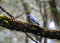 Javan Cuckooshrike