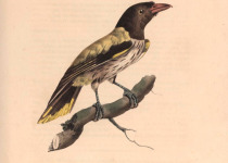 Javan Figbird