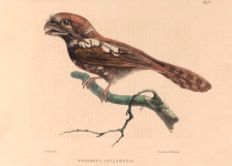 Javan Frogmouth