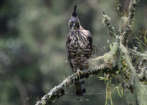 Javan hawk-eagle