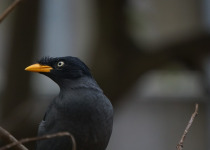Javan Myna