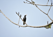 Javan Myna