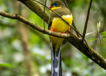 Javan Trogon