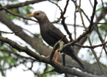 Javan Whistling Thrush