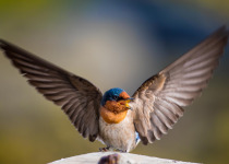 Javanese Cuckooshrike
