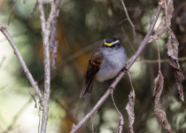 Jelski's Silvicultrix