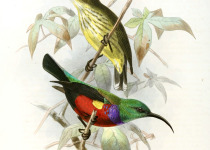 Johanna's Sunbird
