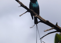 Johnston's Sunbird