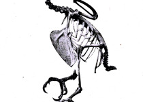 Josephine's lorikeet