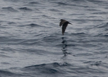 Jouanin's Petrel