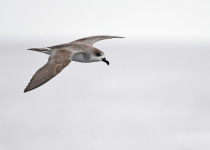 Juan Fernandez Petrel