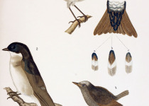 Juan Fernandez tit-tyrant