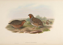 Jungle Bush Quail