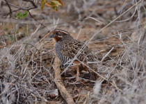 Jungle Bush Quail