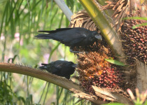 Jungle Crow