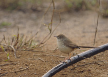 Jungle Prinia