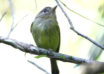 Kaempfer's Tody-Tyrant