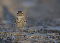 Kalahari Lark
