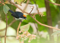 Kampalili Flowerpecker