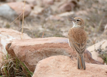 Karoo Lark