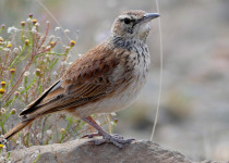Karoo Lark