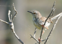 Karoo Prinia