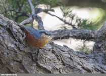Kashmir Nuthatch