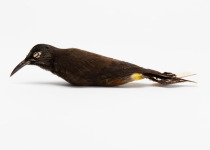 Kauaʻi ʻōʻō