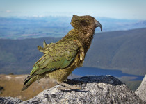 Kea