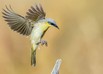 Kearland's Honeyeater