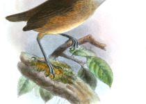 Kemp's Longbill