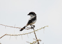 Kenya Rufous Sparrow