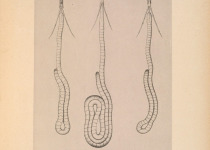 Keraudren's Phonygammus