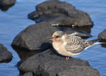 Kerguelen Tern