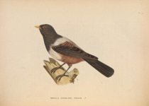 Kessler's Thrush