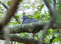 Key West Quail-Dove