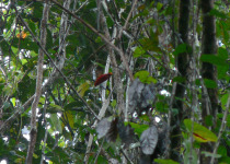 King Bird-of-paradise