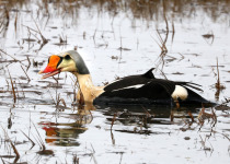 King Eider