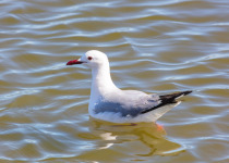 King Hartlaub's gull