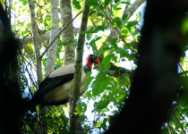 King Vulture