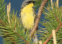 Kirtland's Warbler