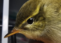 Kloss's Leaf Warbler