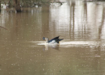 Knob-billed Duck
