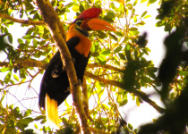 Knobbed Hornbill