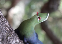 Knysna turaco
