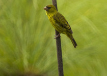 Koli Yellow Canary