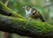 Kon Ka Kinh laughingthrush