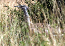 Kori Bustard