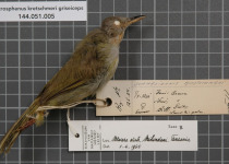 Kretschmer's Warbler