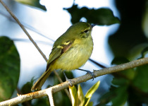 Krone's foliage-gleaner